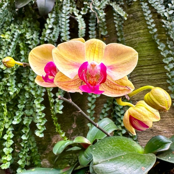 Meet your Posher, Chelsea - Picture 1 of 1